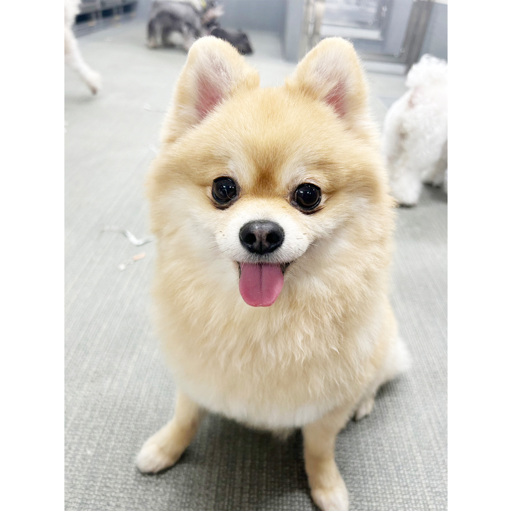 生徒が撮影したモデル犬♪